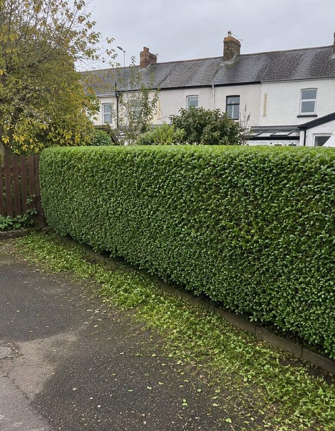 J&Z Property Maintenance trimming hedges at a Cardiff property