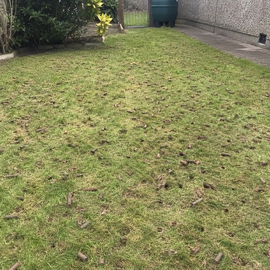 J&Z Property Maintenance aerating a Cardiff lawn