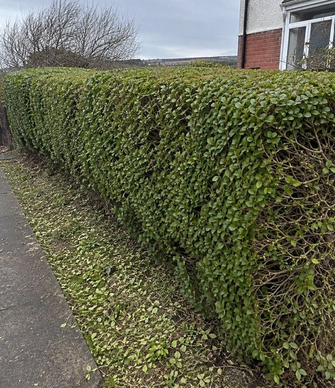 J&Z Property Maintenance trimming a hedge at a coastal property in Barry