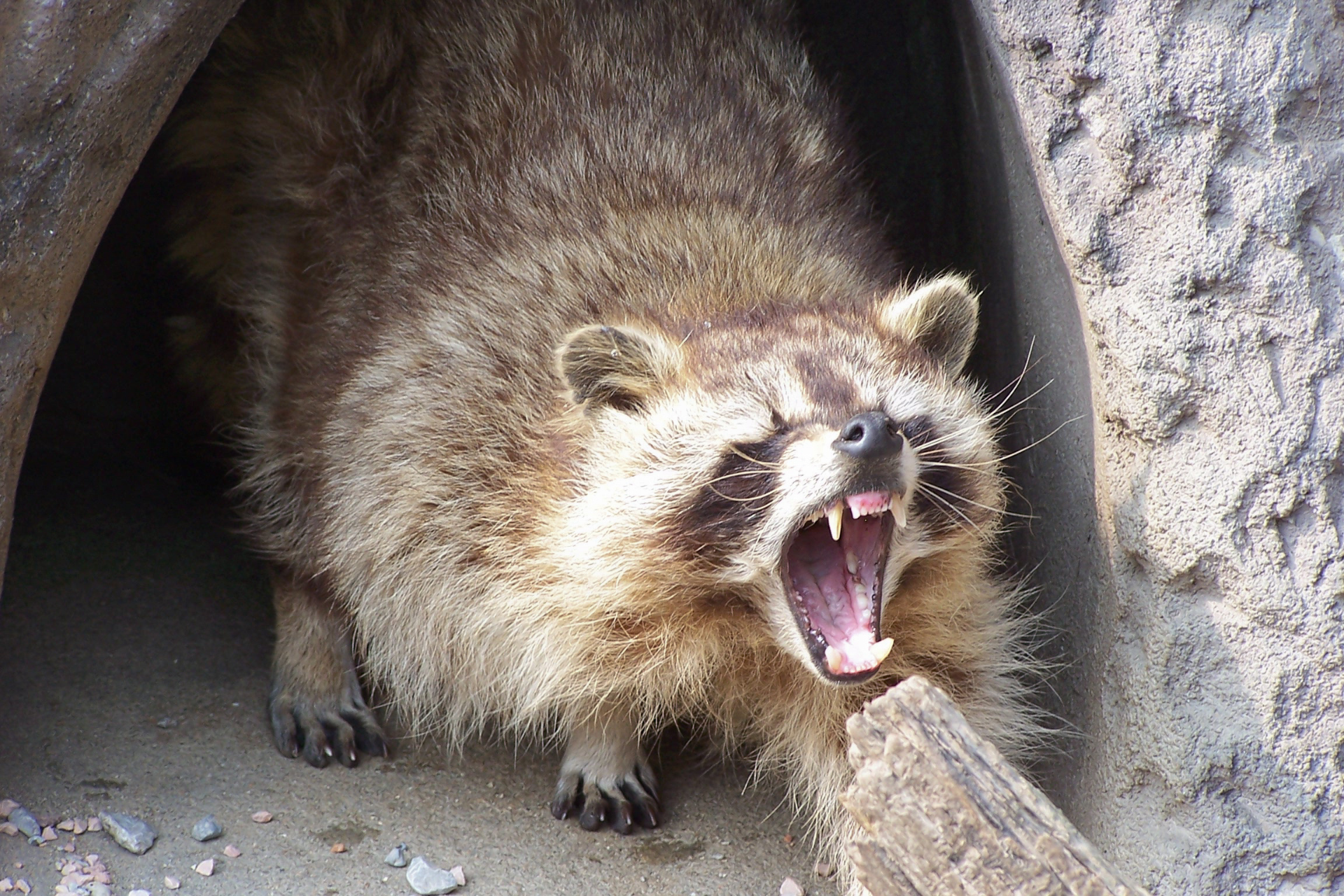 Get-Rid-Of-Raccoons