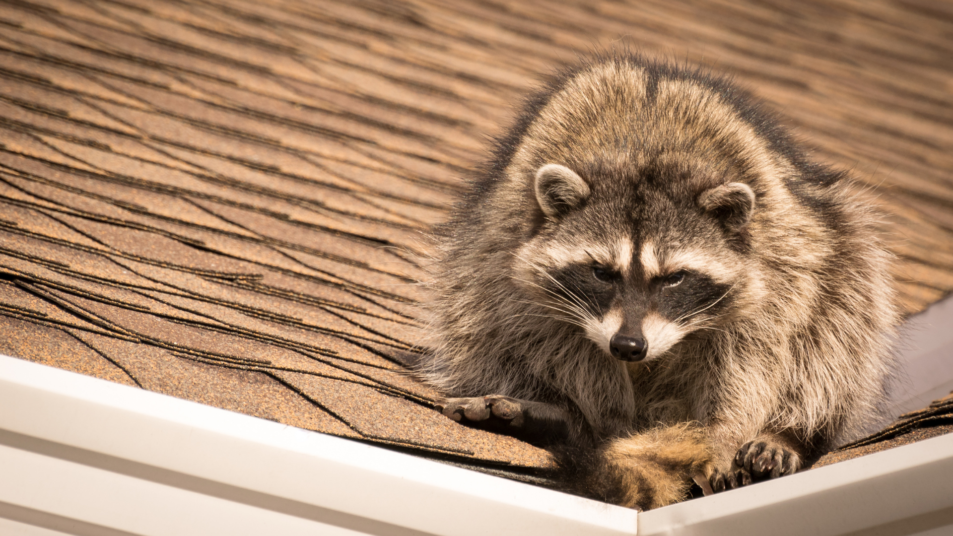 Raccoon on a brown shingle roof, looking down with a focused expression.