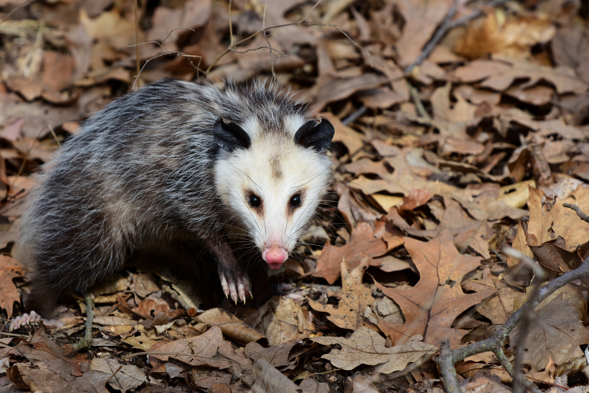 Get-Rid-Of-Opossum