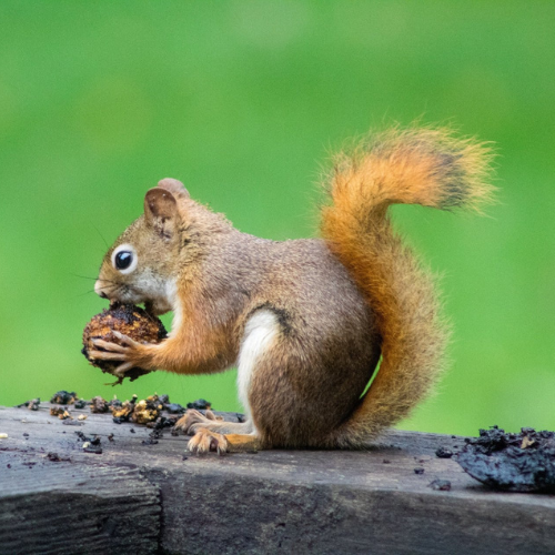 Get-Rid-Of-Squirrels