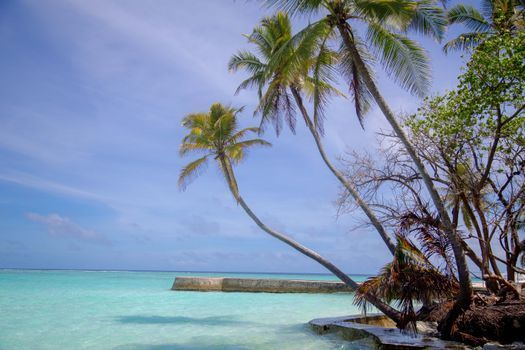 Playa tropical con aguas turquesas, palmeras inclinadas y un pequeño embarcadero de piedra bajo un cielo azul.
