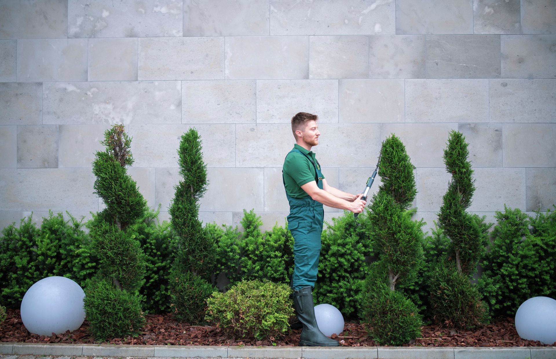 Gardener trimming topiary trees with hedge shears. Man in green uniform, gray wall backdrop.