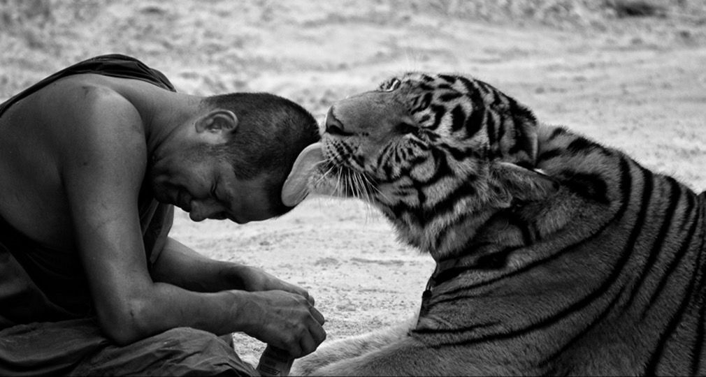 Trust. Important in recruitment, very important with tigers.
