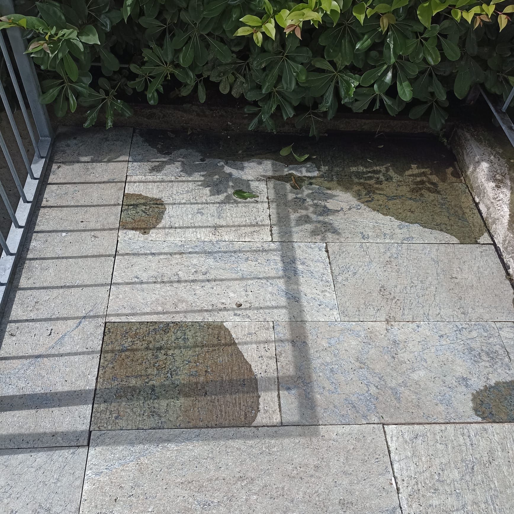 Piastrelle di pietra bagnate con macchie scure sparse e l'ombra di una ringhiera, vicino al verde fogliame di una siepe.