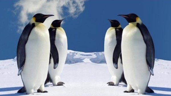 Pinguini