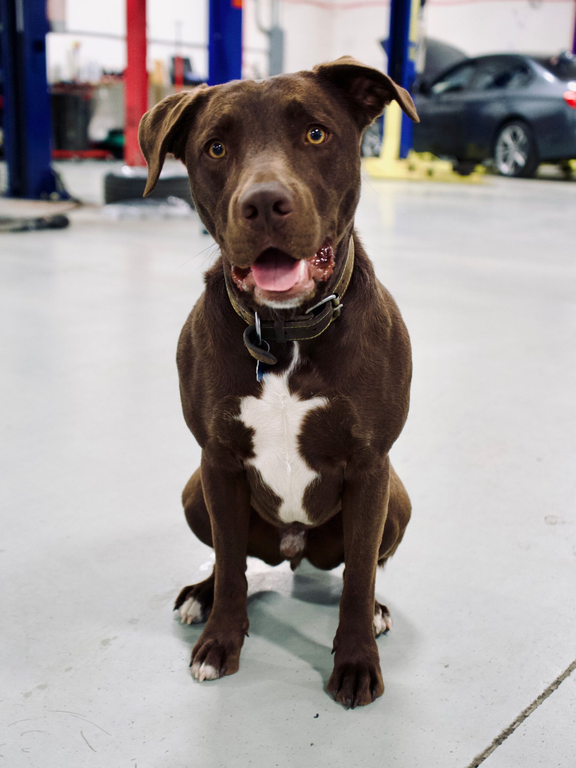 Jax | AutoHaus of Boulder