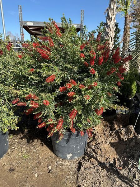 A potted plant with red flowers is sitting in the dirt.