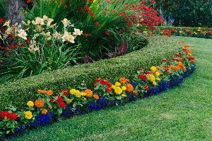A garden filled with lots of colorful flowers and plants.