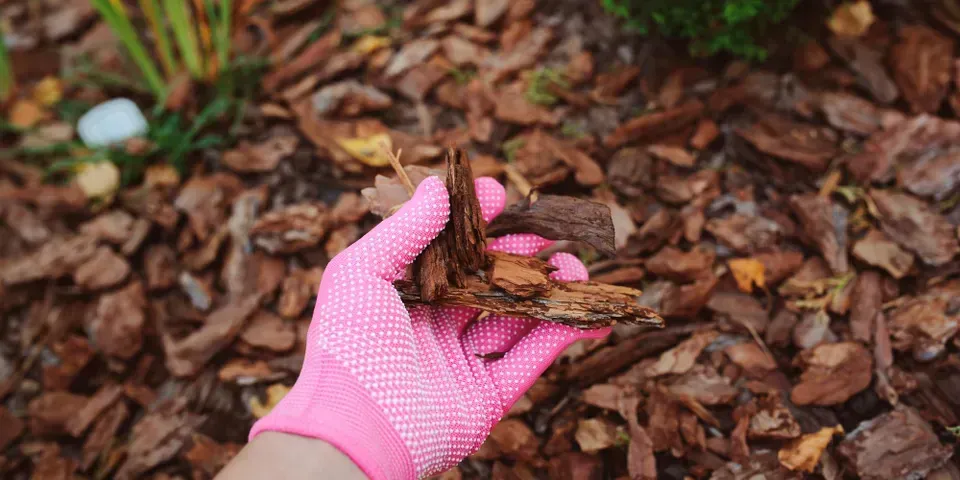 A person wearing a pink glove is holding a piece of wood chips.