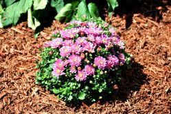 A bush with purple flowers and green leaves is surrounded by mulch.