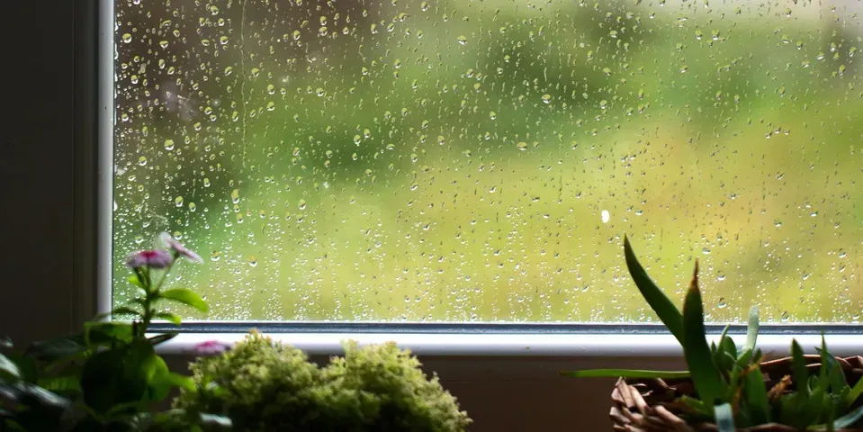 A window with rain drops on it and potted plants in front of it.