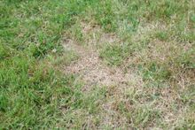 A close up of a lawn with a patch of brown grass.