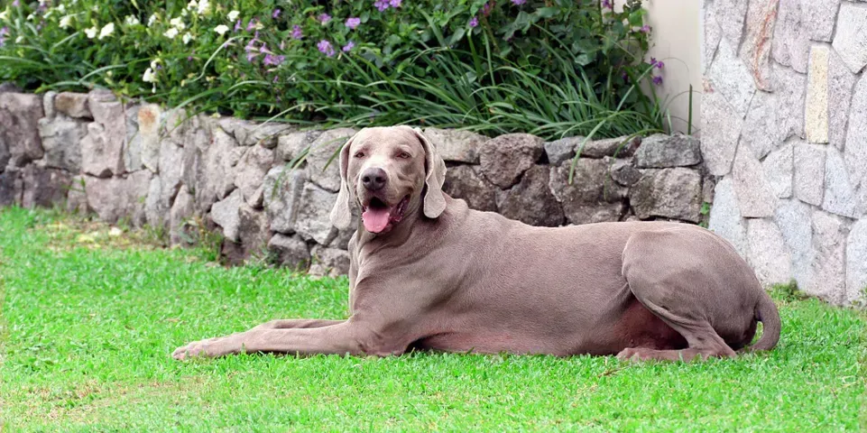 A dog is laying on the grass in front of a stone wall.