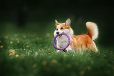 A corgi dog is playing with a purple toy in the grass.