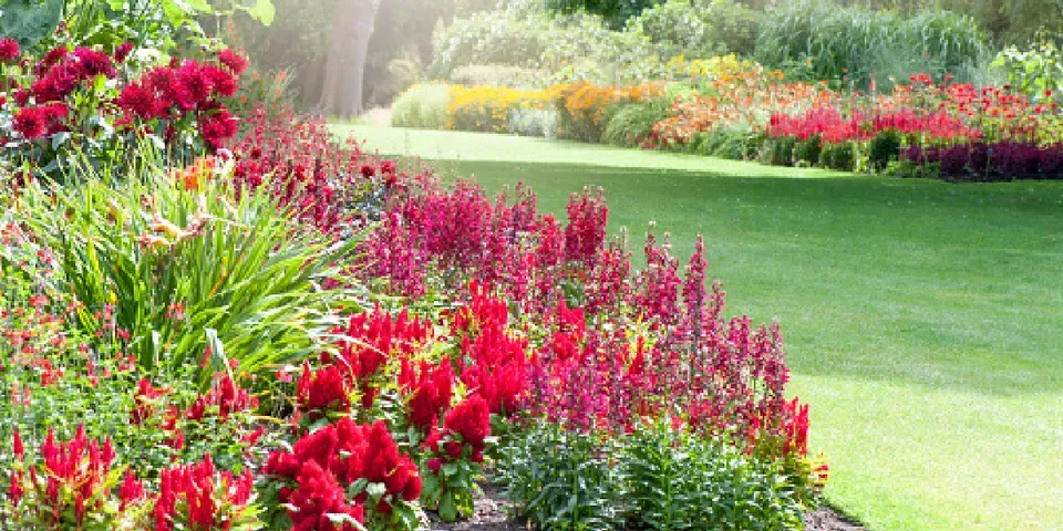 A garden filled with lots of red flowers and green grass.
