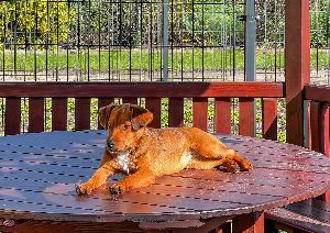 A brown dog is laying on a wooden table.