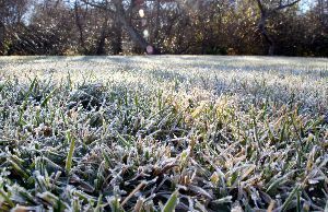 A field of grass covered in frost with trees in the background.