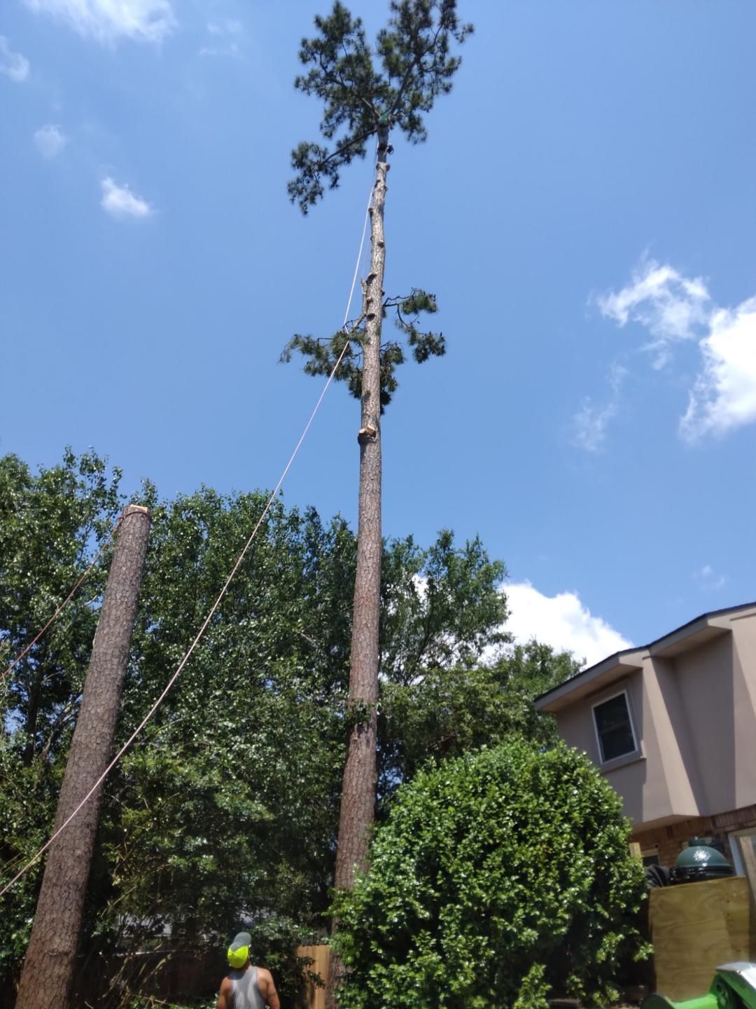 Local Tree Company Slidell, LA Strecker Tree Service