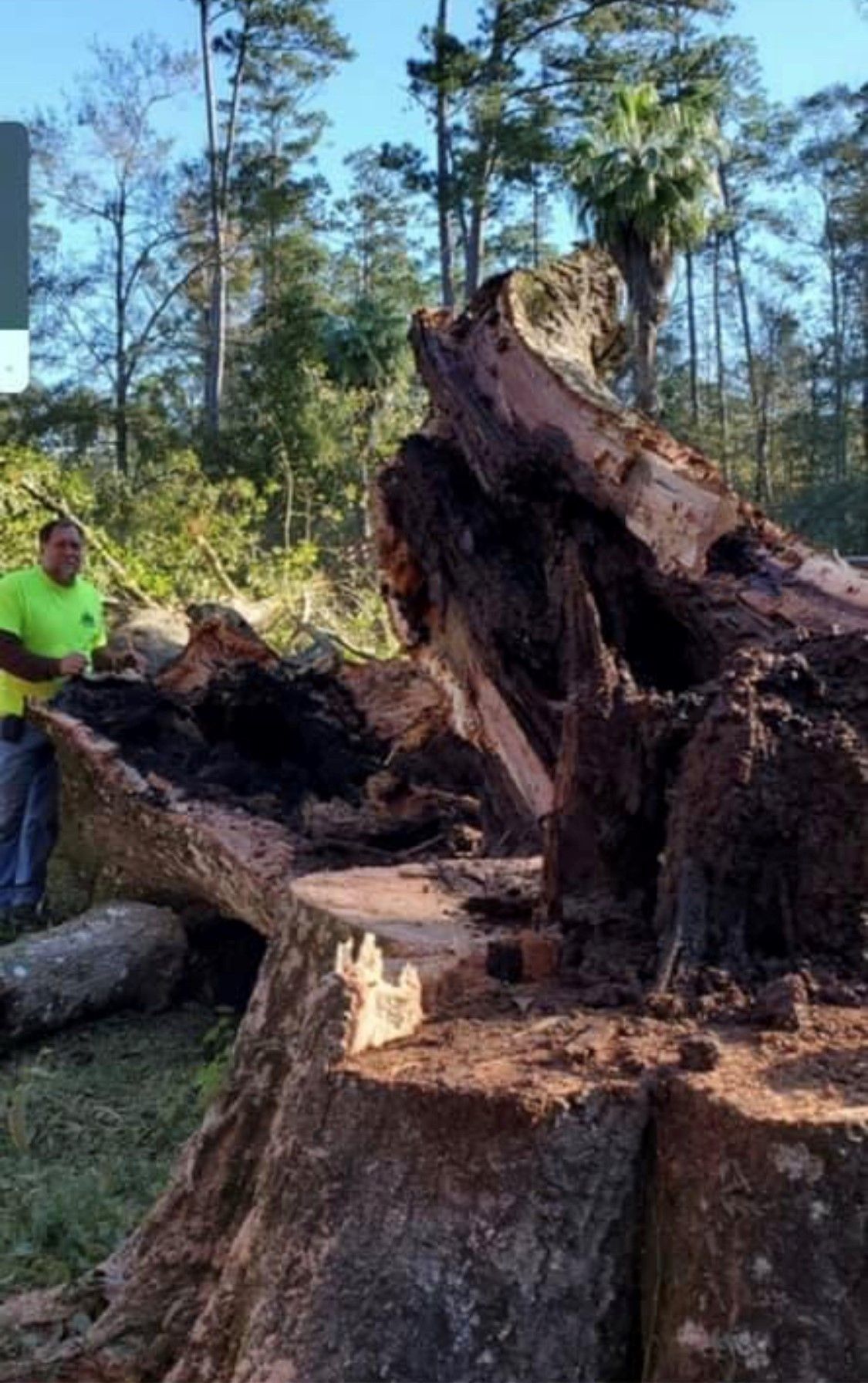 Local Tree Company Slidell, LA Strecker Tree Service