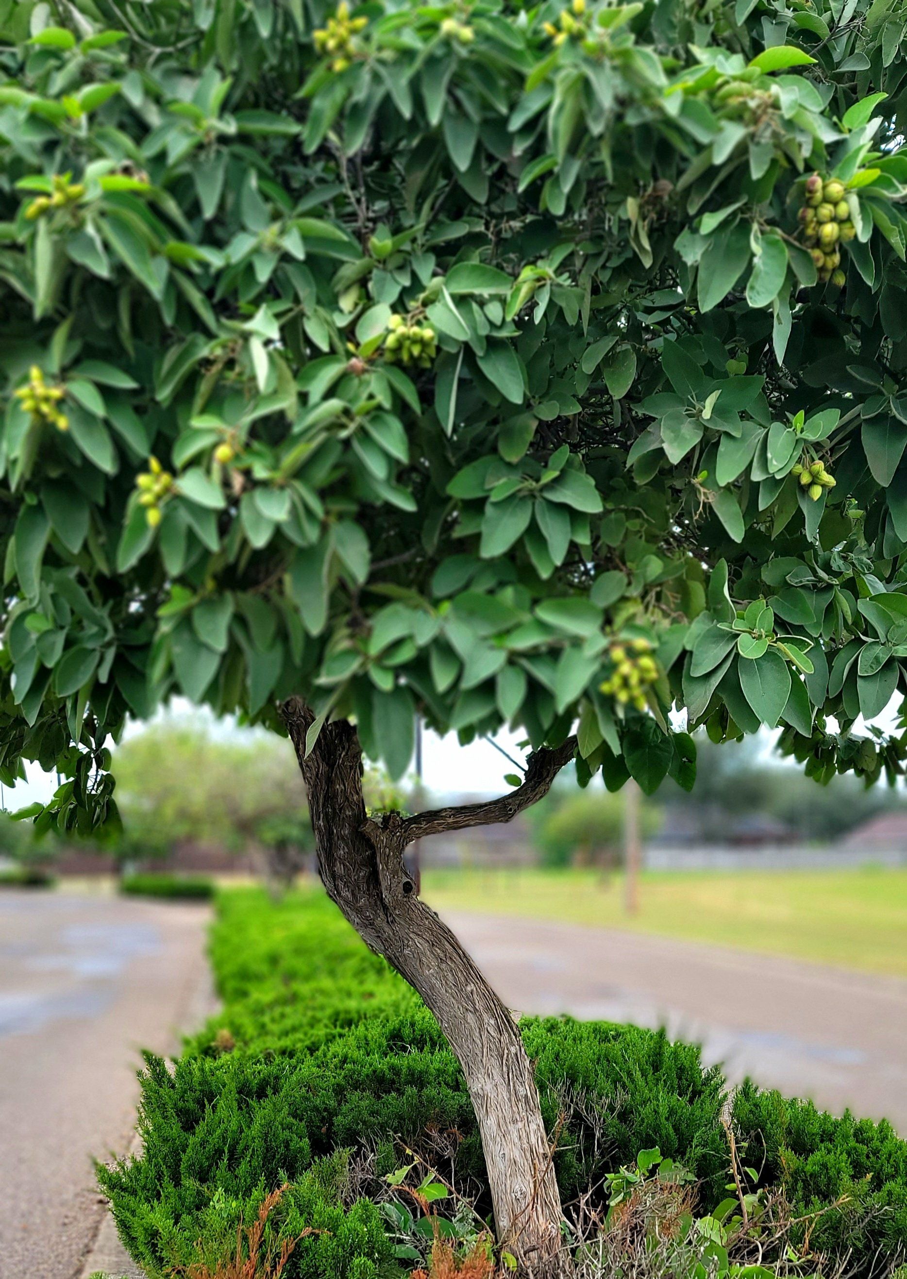 another tree