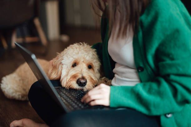 Woman with her Dog and Using a Laptop — Covington, IN — The Fountain Insurance Agencies