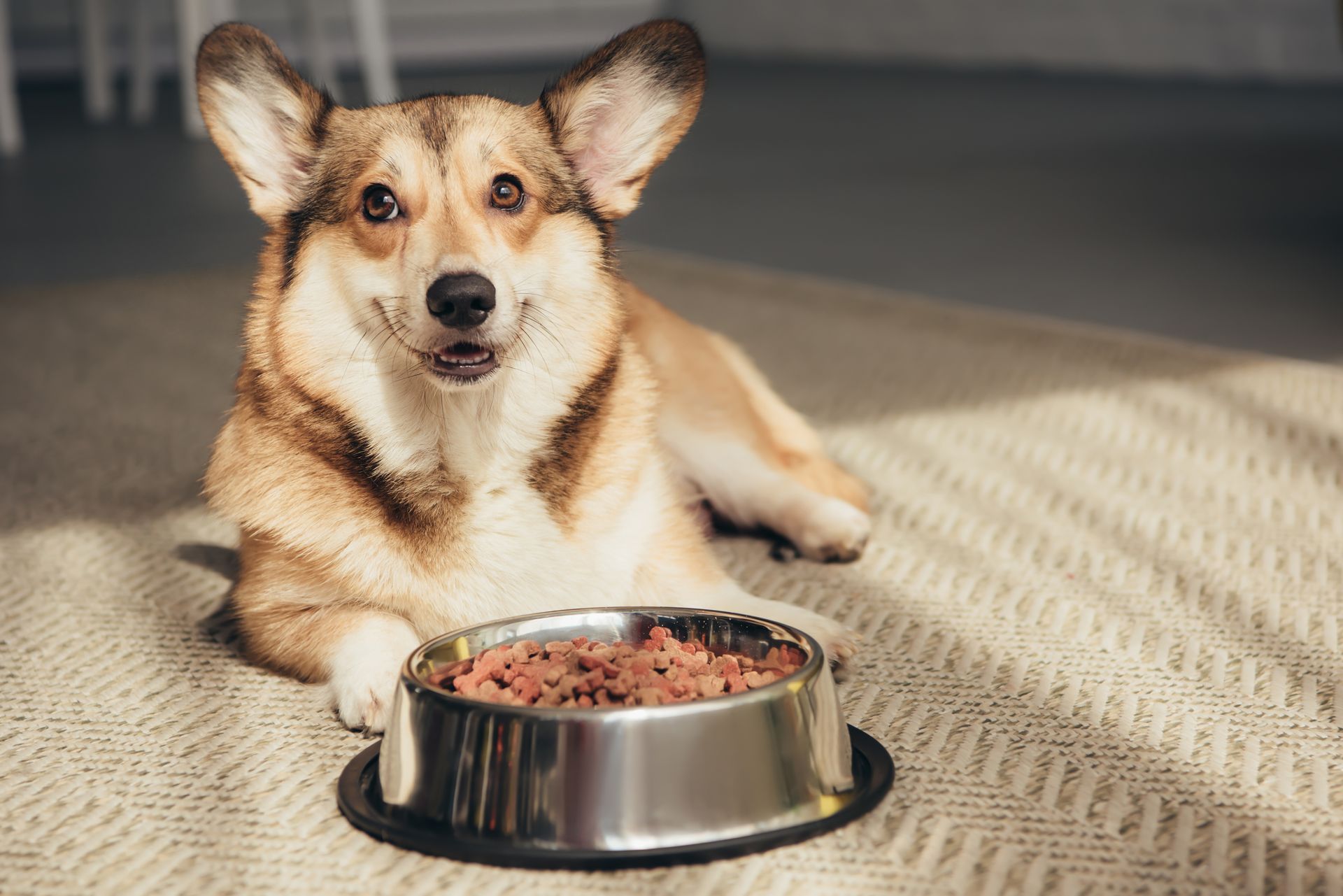 A smiling dog with a plate full of dog food.