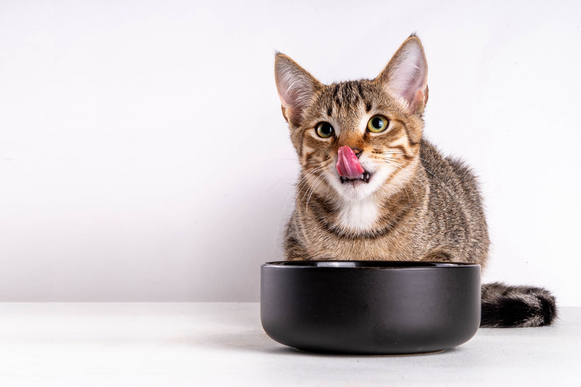 Cute, adorable tabby striped mongrel kitten eats kibble food from bowl | Cleburne, TX.