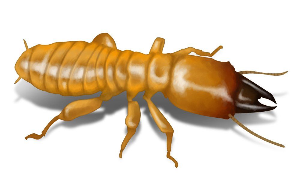 A light brown termite with a large, dark head and prominent mandibles, shown on a white background.