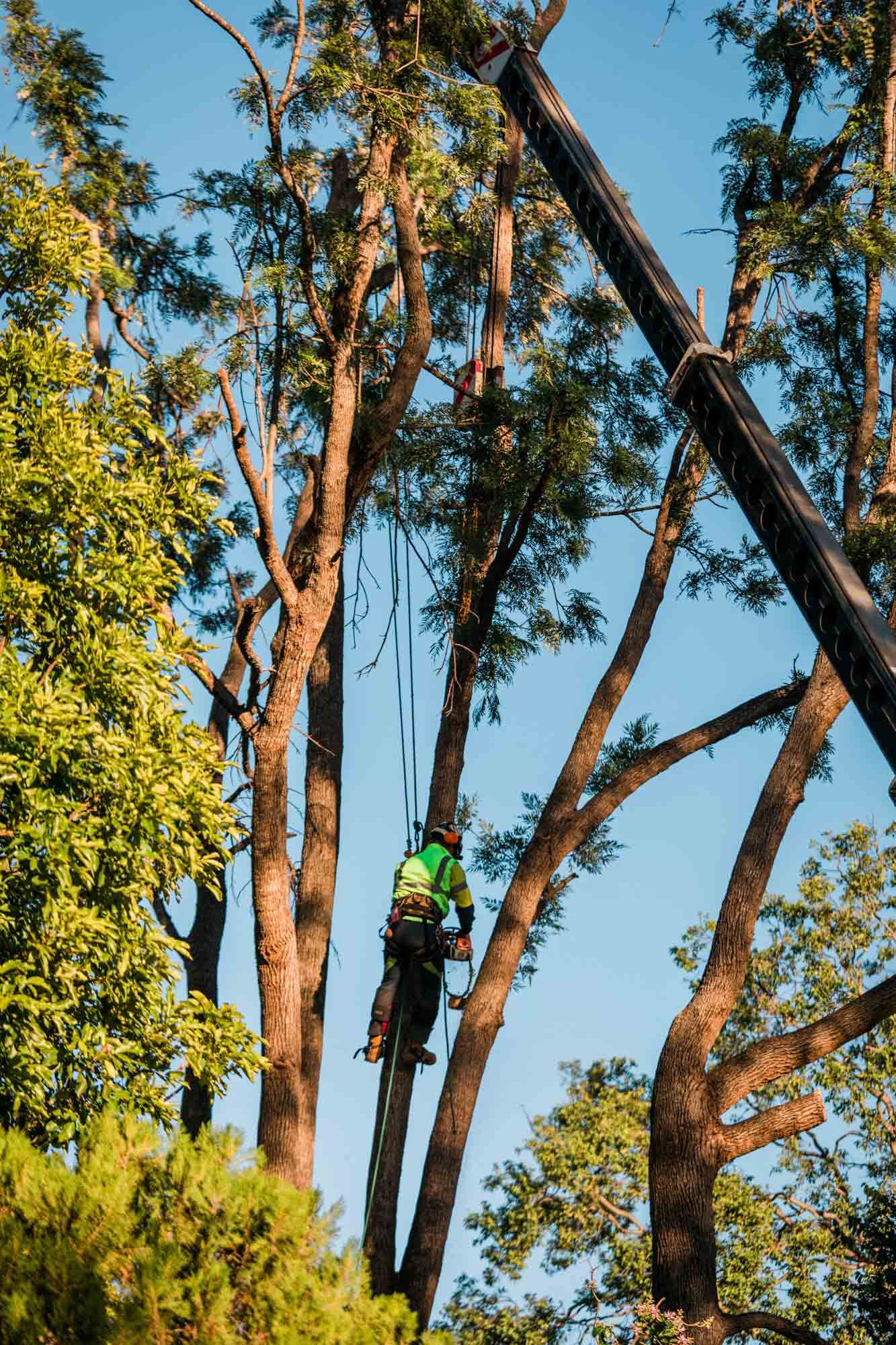 Diseased Tree | Toowoomba, Qld | Gts Toowoomba