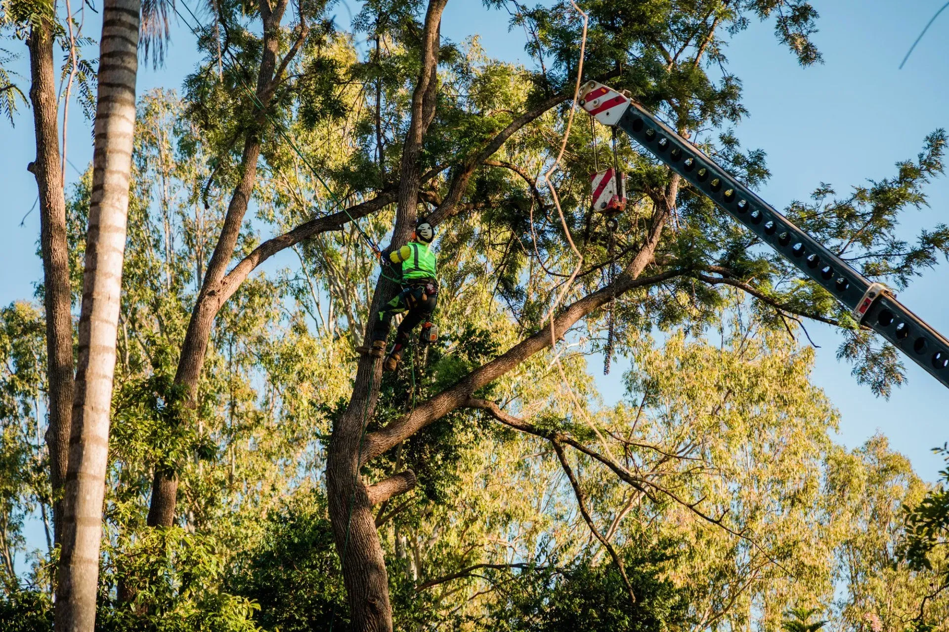Tree Hazard | Toowoomba, Qld | Gts Toowoomba