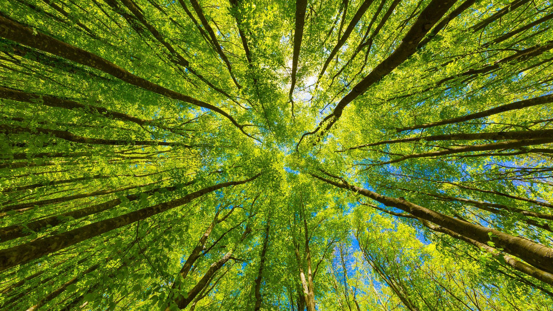 tree health problems