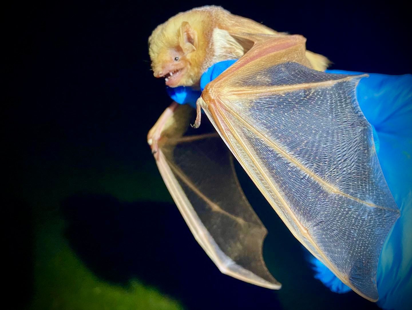 Eastern red bat (Lasiurus borealis) captured during bat survey for wetland restoration in central Ohio - Volant EcoServices