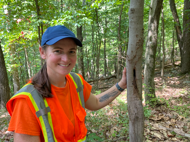Mary Gilmore, Co-founder and Principal Ecologist at Volant EcoServices, beside a northern long-eared bat roost tree
