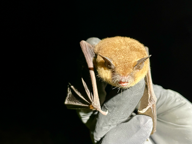 gray bat (Myotis grisescens) ESA survey - Volant EcoServices