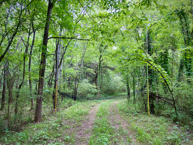 Mist net bat survey setup in forested corridor - Volant EcoServices