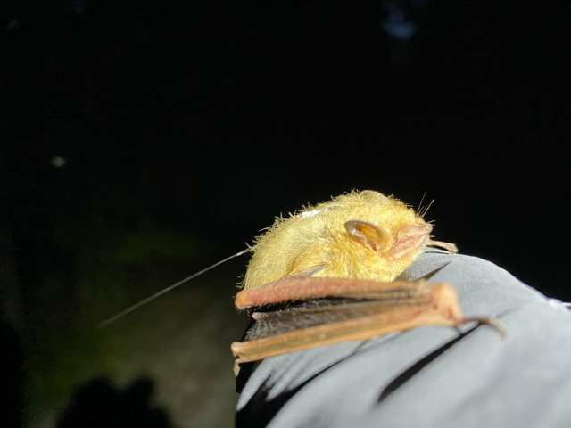 Bat survey - tricolored bat (Perimyotis subflavus) - Volant EcoServices