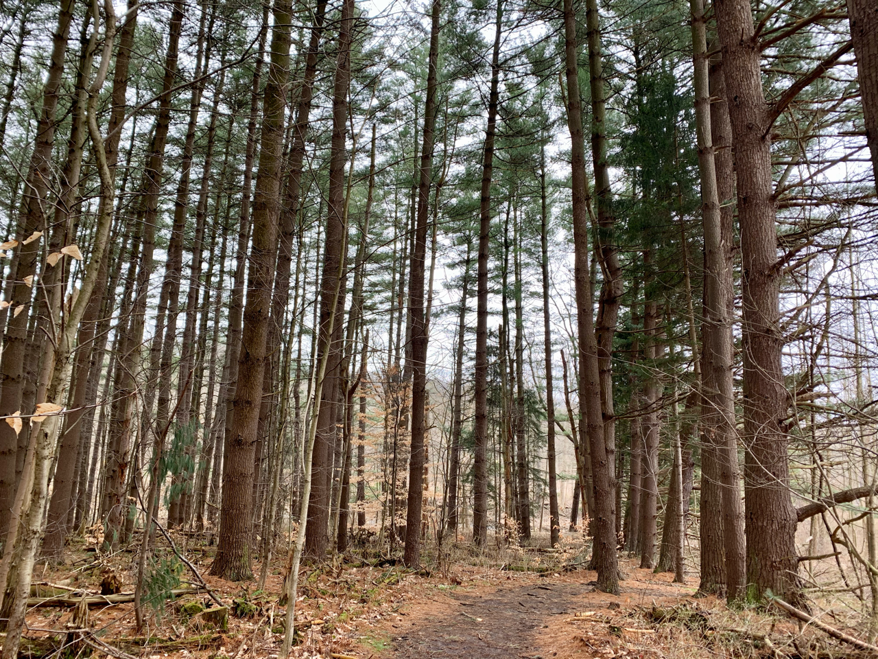 Pine plantation forest inventory - Volant EcoServices
