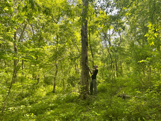 Forest inventory DBH tree measurement for bat habitat assessment and land management - Volant EcoServices