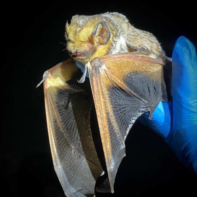 hoary bat (Lasiurus cinereus) - Volant EcoServices