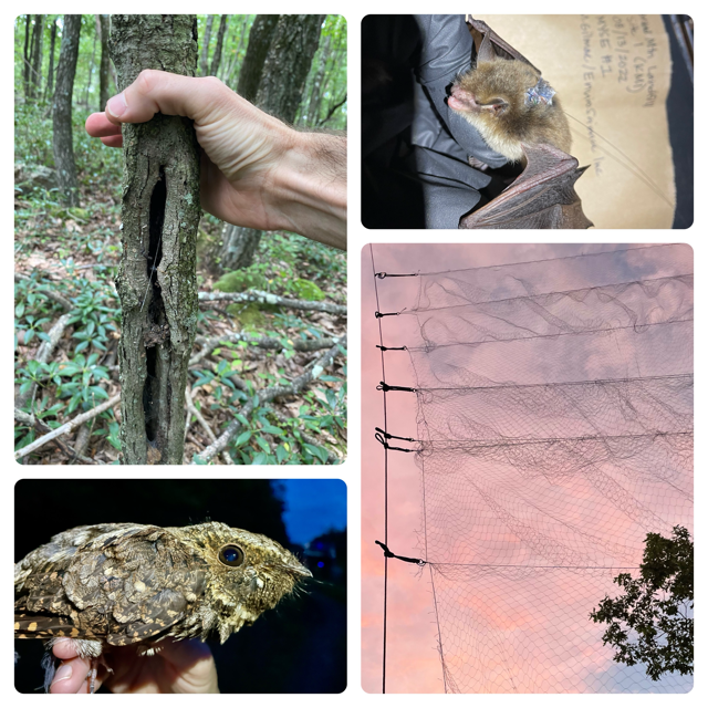 Four separate images in one, including a tree with a cavity, a mist net, a bat, and a chuck-wills-widow.