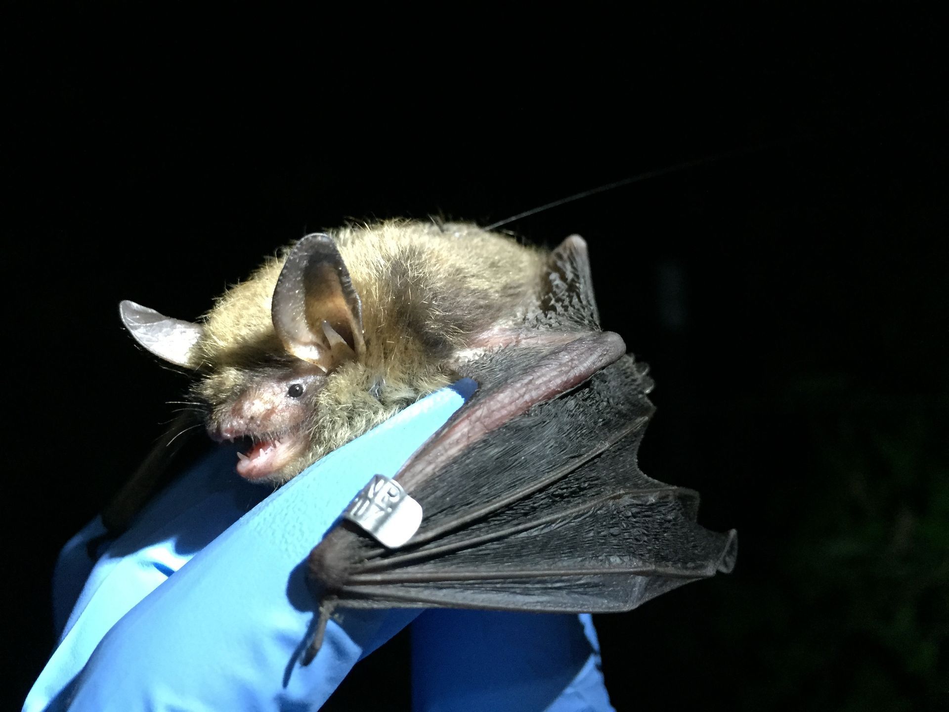 gray bat (Myotis grisescens) with wing band captured during mist net survey - Volant EcoServices