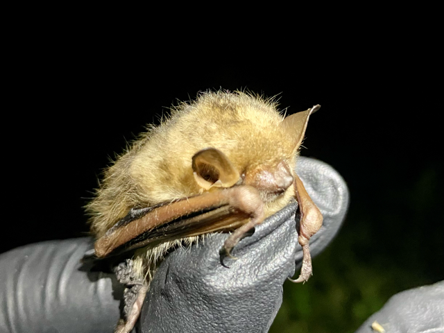 tricolored bat (Perimyotis subflavus) ESA survey - Volant EcoServices