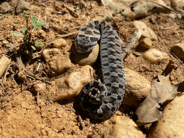 Juvenile eastern hog-nosed snake (Heterodon platirhinos) documented during reptile biosurveys by Volant EcoServices