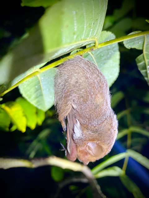 Eastern red bat (Lasiurus borealis) documented during bat biosurveys by Volant EcoServices 