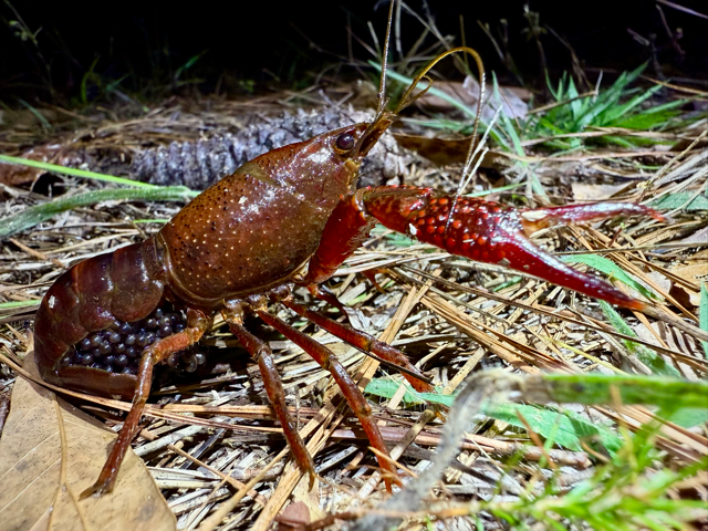 Crayfish documented during aquatic invertebrate biosurveys by Volant EcoServices