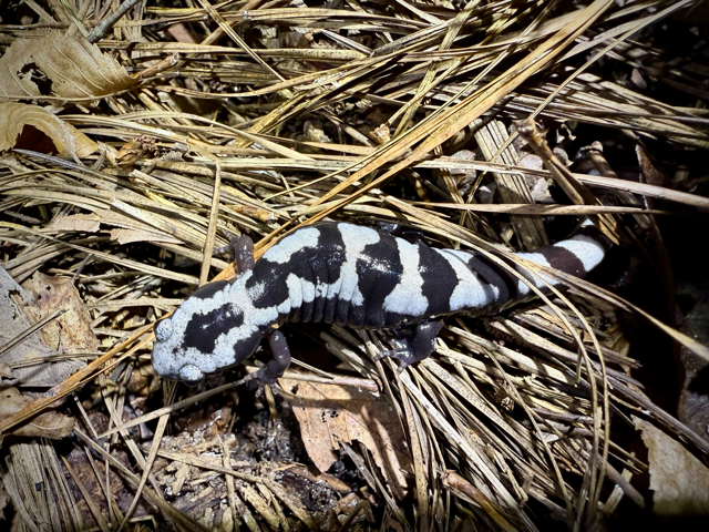 Marbled salamander (Ambystoma opacum) documented during reptile and amphibian biosurveys by Volant