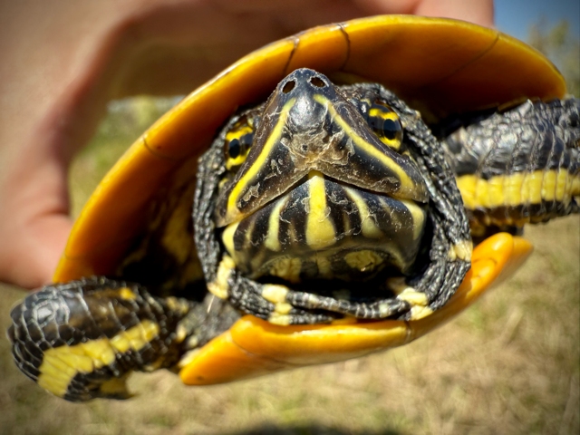 Painted turtle biosurvey - threatened and endangered species survey - Volant EcoServices